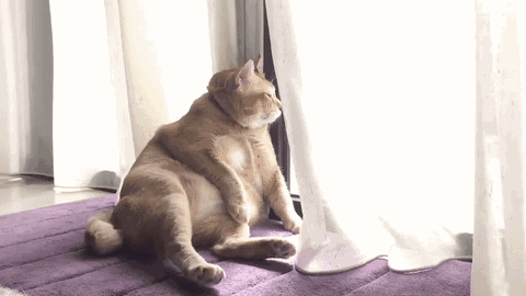 肥猫猫不肥吃瓜,揭秘网络红人的瘦身秘诀