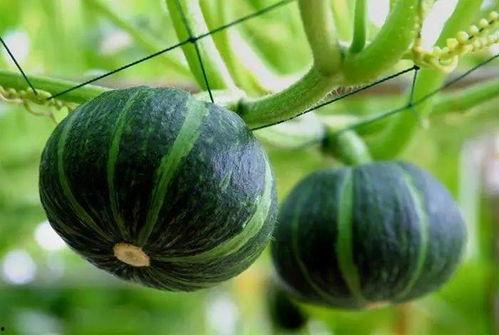 导中专员吃瓜,揭秘娱乐圈幕后故事