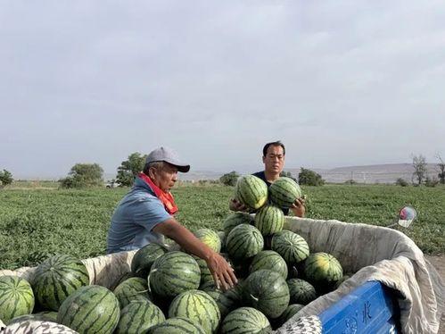 王六堡吃瓜,揭秘娱乐圈幕后故事