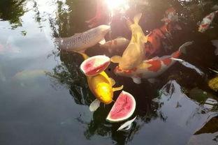 锦鲤吃瓜酱,揭秘网络红人的幕后故事