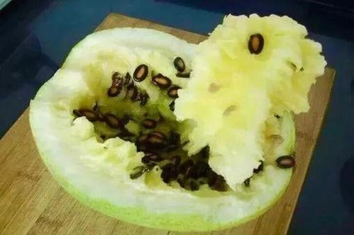 籽瓜是怎么吃,从田间到餐桌的味蕾之旅