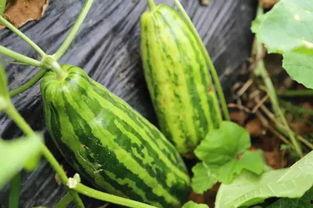 青老瓜怎么吃,解锁健康美味新体验