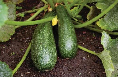 吃中药不能吃瓜吗,吃瓜与中药相克之谜